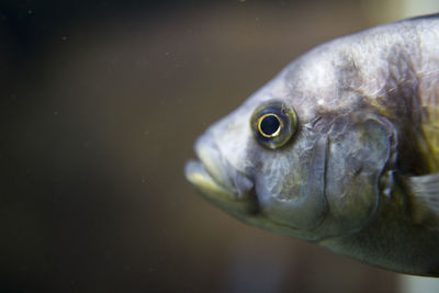 Close-up of fish swimming in sea