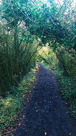 Rear view of dog walking in forest