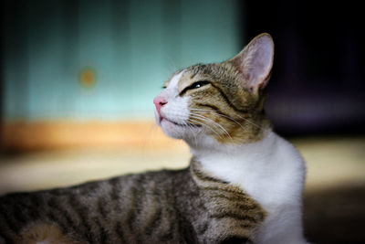 Close-up of a cat looking away