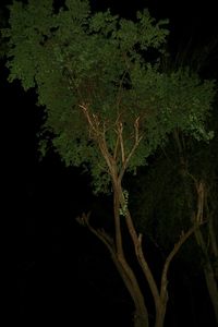Trees and leaves in forest at night
