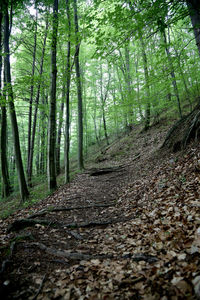 Footpath amidst trees in forest