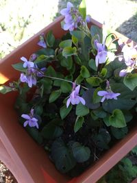 Close-up of purple flowering plant