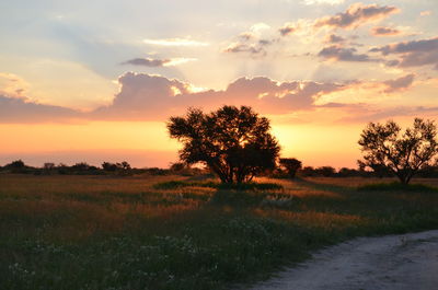 Trees on field against sky at sunset