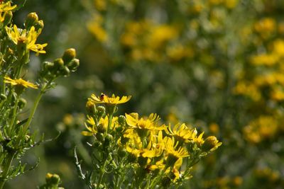 Close-up of yellow flowering plant