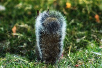 Close-up of a rabbit on field