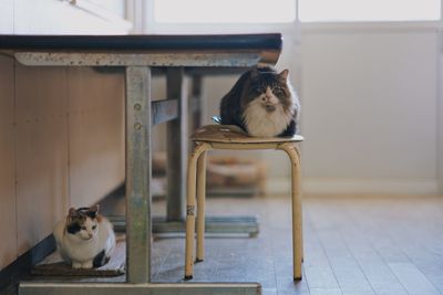 Cat looking away while sitting on floor