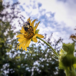 Close-up of bee on yellow flower