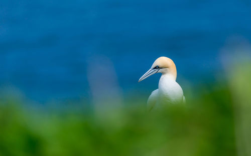 Bird by sea