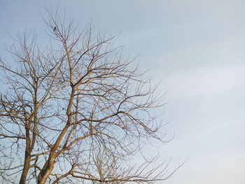 Low angle view of bare tree against sky