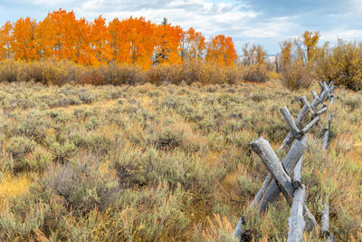 Trees on field during autumn