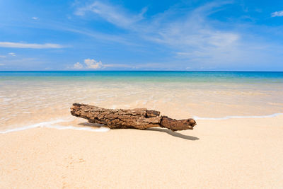 Driftwood on beach against sky