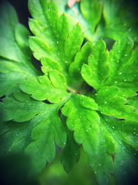 Close-up of water drops on leaves