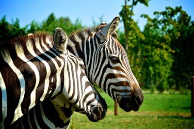 Zebras in a field