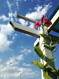 Low angle view of flowering plant against sky