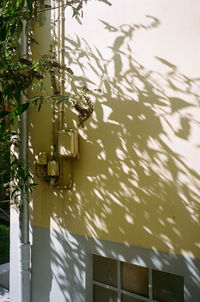 Low angle view of plants hanging by wall