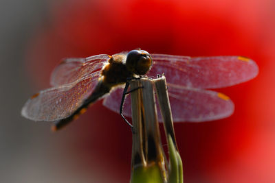 Close-up of dragonfly