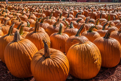 Full frame shot of pumpkins on field