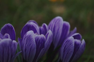 Close-up of purple flowers blooming outdoors