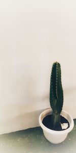 Close-up of potted cactus plant against white background