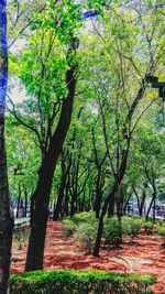 Trees on landscape