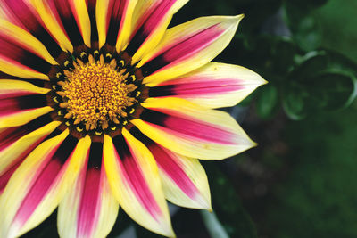 Close-up of pink flower