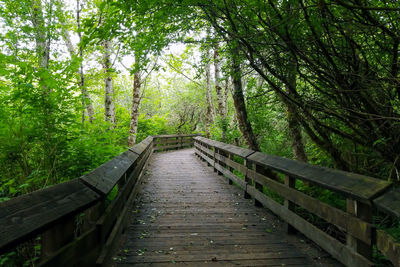 Boardwalk amidst trees in forest
