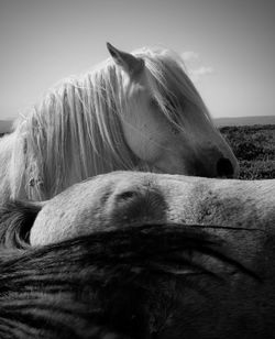 Close-up of a horse