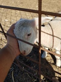 High angle view of human hand holding fence