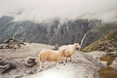 View of sheep on landscape