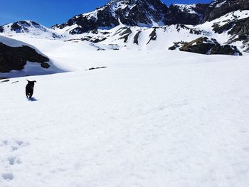 Dog running on snowcapped mountain