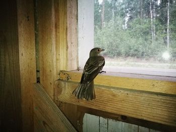 Close-up of bird perching on wood window