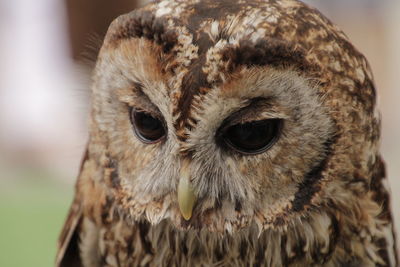 Close-up portrait of owl