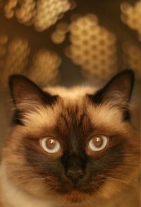 Close-up portrait of cat