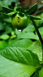 Close-up of green leaf