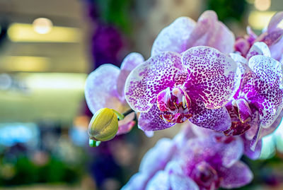 Close-up of pink orchids