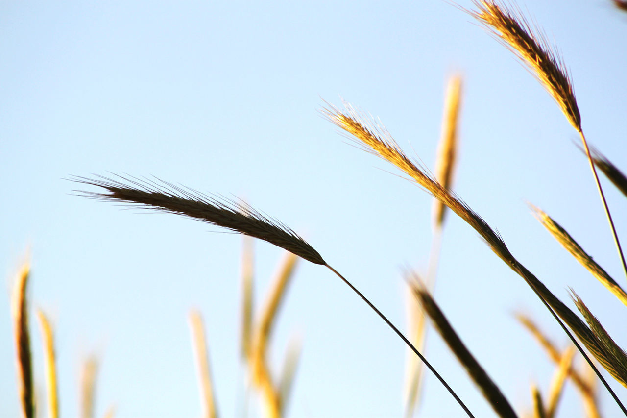 LOW ANGLE VIEW OF STALKS AGAINST CLEAR SKY