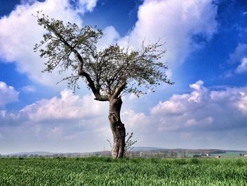 Single tree on grassy field against cloudy sky