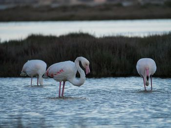 Pink flamingos  on a pond 
