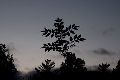 Low angle view of silhouette tree against sky at sunset