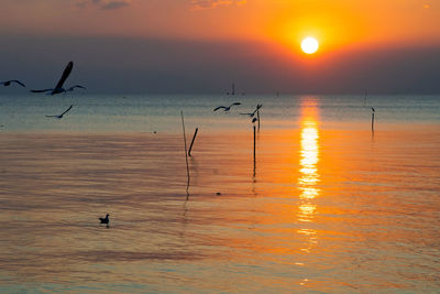 Silhouette of birds in sea during sunset