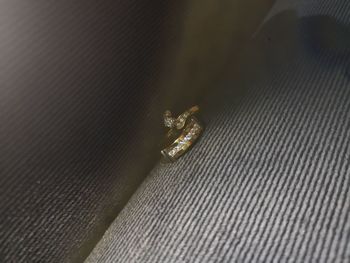 High angle view of insect on table