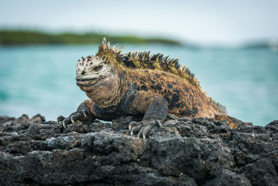 Marine iguana lying on rocks beside sea