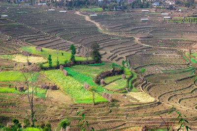 High angle view of agricultural field