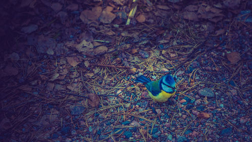 High angle view of bird perching on branch