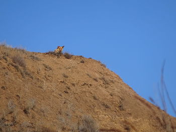 Low angle view of a horse on rock against clear blue sky