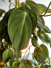 Close-up of green fruit on plant