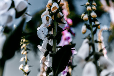 Close-up of white flowering plant