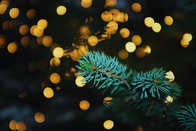 Defocused image of illuminated christmas tree