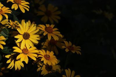 Sunlight falling on yellow flowers