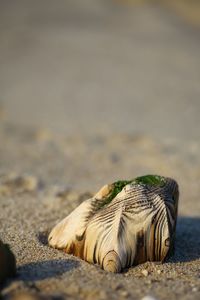 Close-up of a turtle on beach